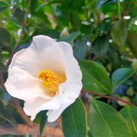 ツバキ,散歩道,備忘録,白・しろ・ホワイト,【額縁シリーズ】の画像