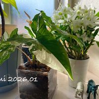 シンゴニウム,デンドロビウム,シンゴニウム・フレンチマーブル,デンドロビウム　エンジェルベイビー‘グリーン愛’,観葉植物の画像