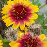 ガイラルディア,花のある暮らしの画像