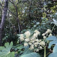 ヤツデ,お寺,お出かけ先の画像