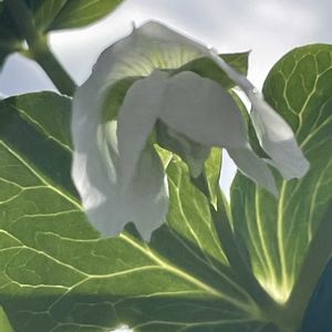 エンドウ,花壇,ガーデニング,マメ科,野菜の花の画像