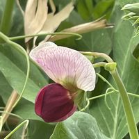 エンドウ,花壇,ガーデニング,マメ科,野菜の花の画像