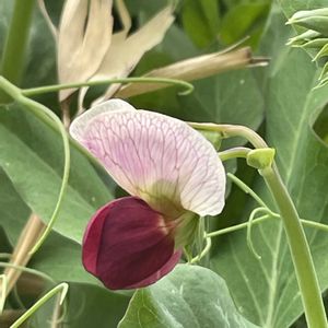 エンドウ,花壇,ガーデニング,マメ科,野菜の花の画像