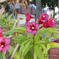 バイカウツギ,レースラベンダー,ピンポンマム,寄り道散歩の画像