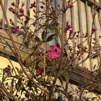 ノボタン,ノボタン コートダジュール,お花,花好きさんと繋がりたい,はなすたぐらむの画像