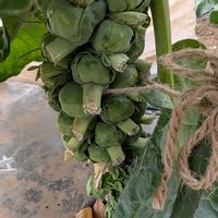 芽キャベツ,シェア畑深大寺,家庭菜園,畑の画像