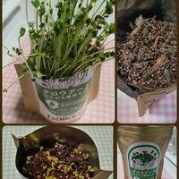 ブロッコリースプラウト,ブロッコリースプラウト✨,ブロッコリースプラウト栽培の画像