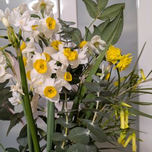 玉ねぎ,お買い得タマネギ苗,今月のお墓参りフラワー,スイートピーの仲間の画像