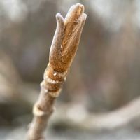 カシワバアジサイ,カシワバアジサイの葉痕,カシワバアジサイ 冬芽,可愛い,癒しの画像