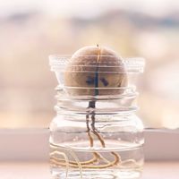 アボカド,アボカド 水栽培,アボカド栽培,ひとりごとの画像