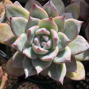 ブラックサバス,多肉植物,エケベリア属,多肉植物とサボテン,タニラーの画像