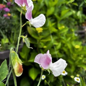 スイートピー,今日の花,今日のお花,種まき中毒,種まきクラブの画像