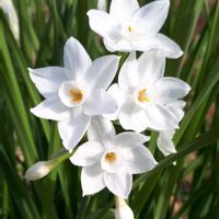 スイセン,スイセン ペーパーホワイト,花言葉,里山散策,しあわせ運べるようにの画像