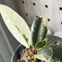 フィカス・ティネケ,Salut!,リビング・ダイニングの画像