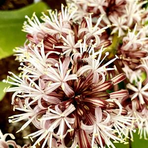 幸福の木,ドラセナ マッサンゲアナ(幸福の木),ドラセナ マッサンゲアナ(幸福の木),ドナセナ,子株の画像