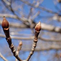 ヤマボウシ,ヤマボウシの冬芽葉痕,山歩き,観察会,チーム高尾山の画像