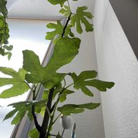 イチジク,DCM,イチジク•アーチベル,アロカシア　オドラ バリエガータ バティック,グラン･パド･ドゥ フローラルアートの画像