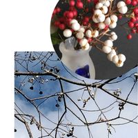 ナンキンハゼ,ナンキンハゼの実,木の実,お出かけ先の画像