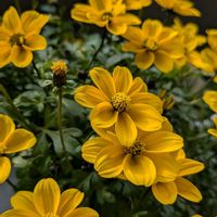 ビデンス,ビタミンカラー,ベランダの画像