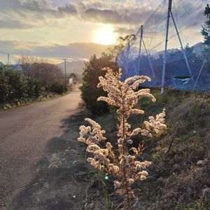 セイタカアワダチソウ,雑草,山野草,野草,シルエットの画像