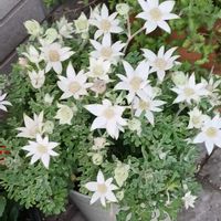 フランネルフラワーの画像