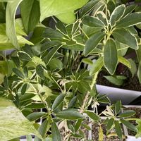 シェフレラの画像