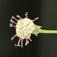 ドルフィンネックレス,ドルフィンネックレスの花,多肉植物の画像