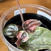ペペロミア,ぺぺロミア,観葉植物,ハイドロカルチャー,室内管理の画像