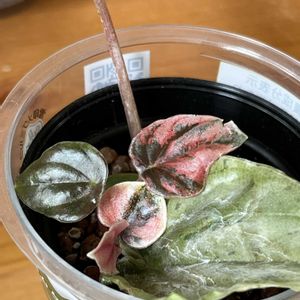 ペペロミア,ぺぺロミア,観葉植物,ハイドロカルチャー,室内管理の画像