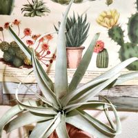 チランジア,チランジア　キセログラフィカ,エアプランツ☆,エアプランツ(チランジア),エアプランツの画像