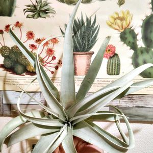 チランジア,チランジア　キセログラフィカ,エアプランツ☆,エアプランツ,観葉植物の画像