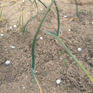 玉ねぎ,我が家の玉ねぎの画像