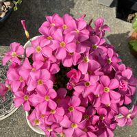 オキザリス,オキザリス,チェリーセージ,樹霜の画像