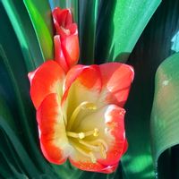 イチゴ,クンシラン,クンシラン,癒し,窓辺の画像