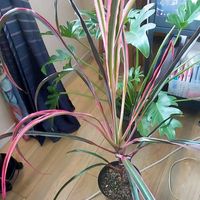 コルジリネ,コルジリネフルティコーサSP,コルジリネフルティコーサSPの画像