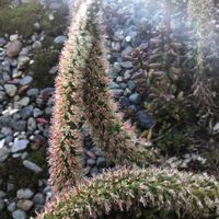 ツメレンゲの画像