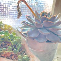 多肉植物,花芽,多肉花芽,室内管理の画像