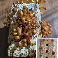 緑のある暮らし,なめこ栽培,人に優しく,その他部屋の画像