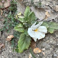 シュウメイギクの画像