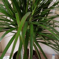 ドラセナ・コンシンネの画像