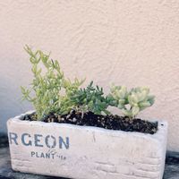 ブラックプリンス,ユーフォルビア ゴルゴニス,ドロサンテマム 紅宝石,フルオレセントラビット錦,エキナツム錦の画像