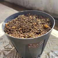 サルスベリ,ハマゴウ,発芽,冬の楽しみ,自作のハウスの画像