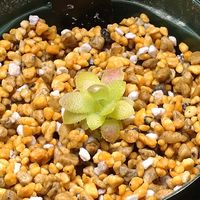 ムシトリスミレ,pinguicura marciano,観葉植物,食虫植物の画像