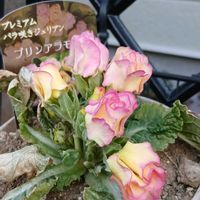 オーロラ,バラ咲きジュリアン・プリンアラモード,夕焼け,今日の愛犬,雲仲間の画像