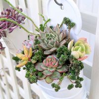 サクサグラレモスグリーン,ムスコーサ,多肉植物,多肉寄せ植え,エケベリア属の画像