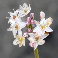 ニラ,日本水仙,八重咲きスイセン,八重咲きスイセン,スイセン ペーパーホワイトの画像