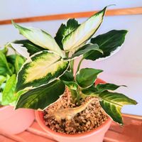 ディフェンバキア,デヘンバキア,ディフェンバキア・クールビューティ,デヘンバキア クールビューティ,デヘンバキアクールビューティーの画像