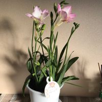 オレガノ,葉牡丹,ラベーンダー,庭の花,お花好きの画像