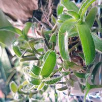 ホワイトゴースト,アデニウム,十二の巻,フミリス,不死鳥の画像