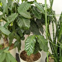 コーヒーの木,今日の一枚,おうち園芸の画像